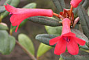 Rhododendron beyerinckianum