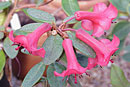 Rhododendron beyerinckianum