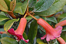 Rhododendron beyerinckianum