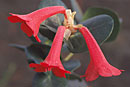 Rhododendron blackii