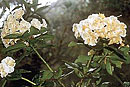 Rhododendron bloembergenii