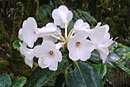 Rhododendron bloembergenii