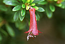 Rhododendron borneense