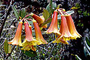 Rhododendron brassii