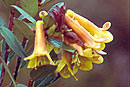 Rhododendron brassii