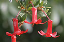 Rhododendron burttii