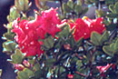 Rhododendron buxifolium