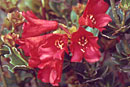 Rhododendron buxifolium