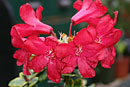 Rhododendron buxifolium