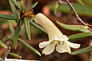 Rhododendron caliginis