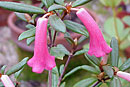 Rhododendron caliginis