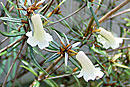 Rhododendron caliginis