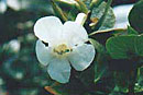 Rhododendron carrii