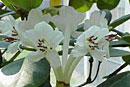 Rhododendron carringtoniae