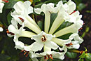 Rhododendron carringtoniae