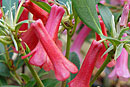 Rhododendron celebicum