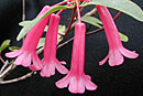 Rhododendron celebicum