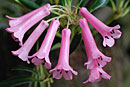 Rhododendron celebicum