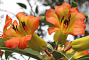 Rhododendron christianae