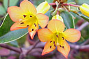 Rhododendron christianae