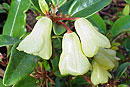 Rhododendron citrinum