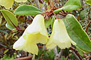 Rhododendron citrinum