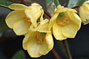 Rhododendron citrinum