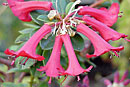 Rhododendron commonae