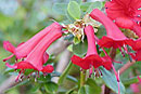 Rhododendron commonae