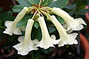 Rhododendron commonae