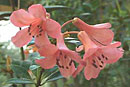 Rhododendron cornu-bovis