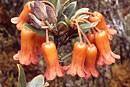 Rhododendron correoides