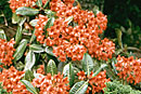 Rhododendron crassifolium