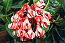 Rhododendron crassifolium