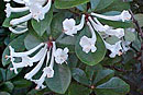 Rhododendron cruttwellii