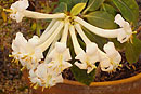 Rhododendron cruttwellii