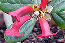 Rhododendron culminicola