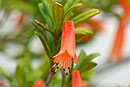 Rhododendron cuneifolium