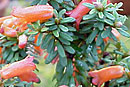 Rhododendron cuneifolium