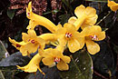 Rhododendron curviflorum