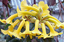 Rhododendron curviflorum