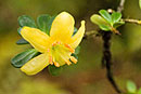 Rhododendron densifolium