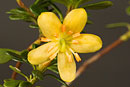 Rhododendron densifolium