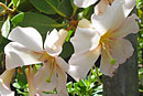 Rhododendron dianthosmum