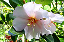 Rhododendron dianthosmum