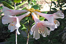 Rhododendron dianthosmum