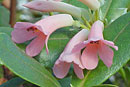 Rhododendron dielsianum