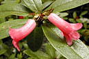 Rhododendron dielsianum