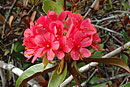 Rhododendron durionifolium