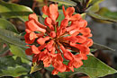 Rhododendron durionifolium